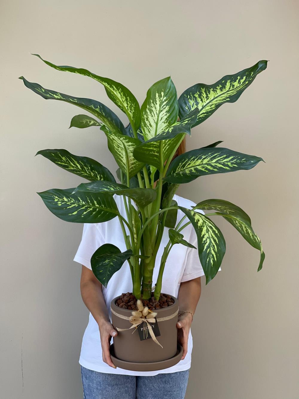 Difenbahya (Dieffenbachia Seguine)